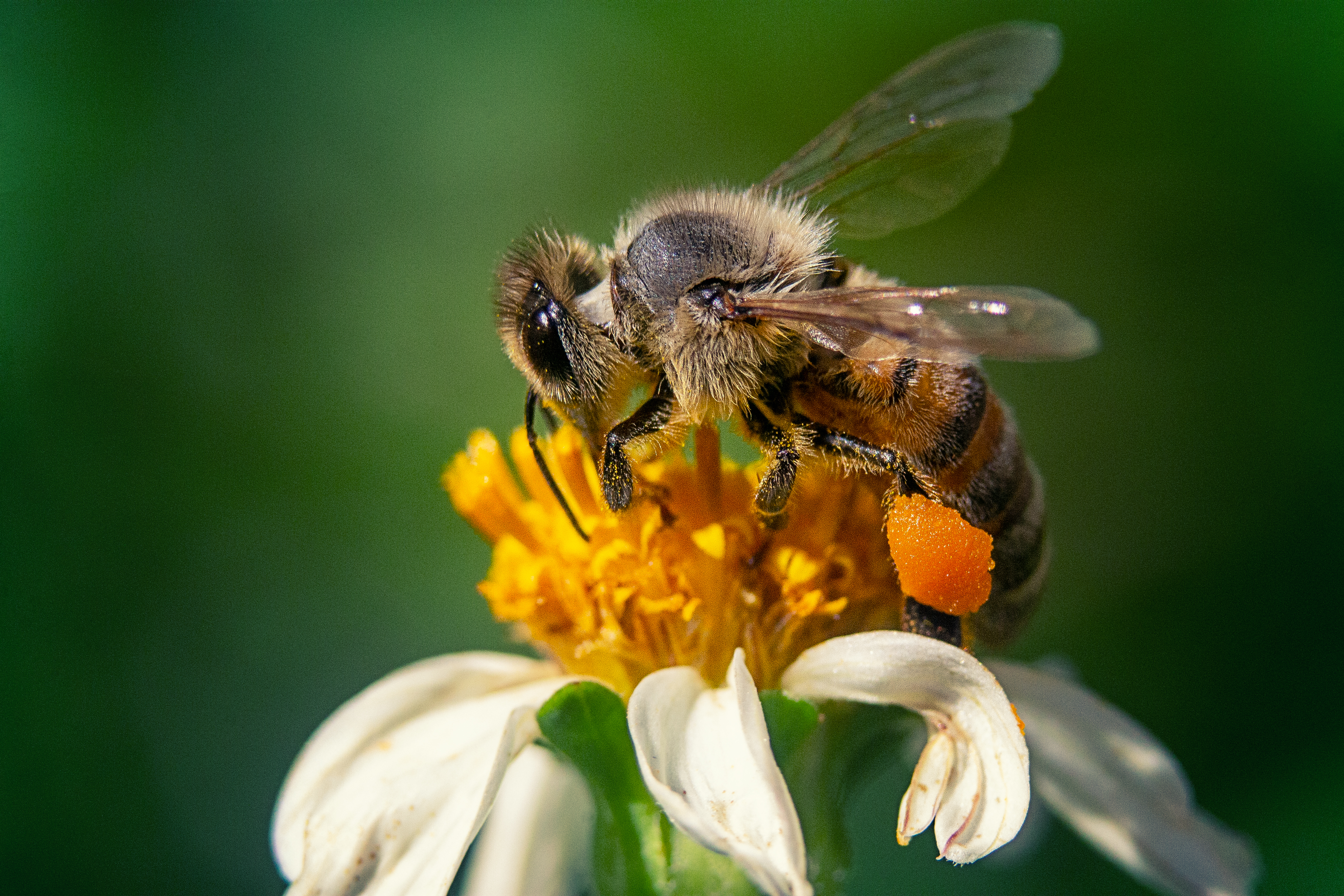 Abeja polinizadora